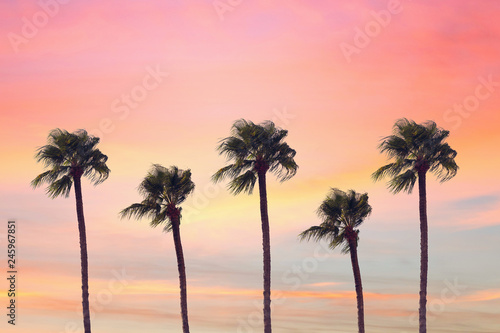 silhouette tropical palm tree with sun light on sunset sky. Copy space. Summer vacation and  travel concept.