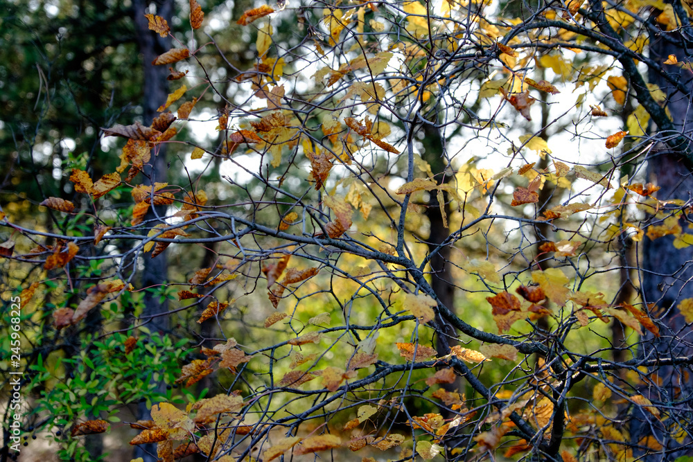 tree leaves