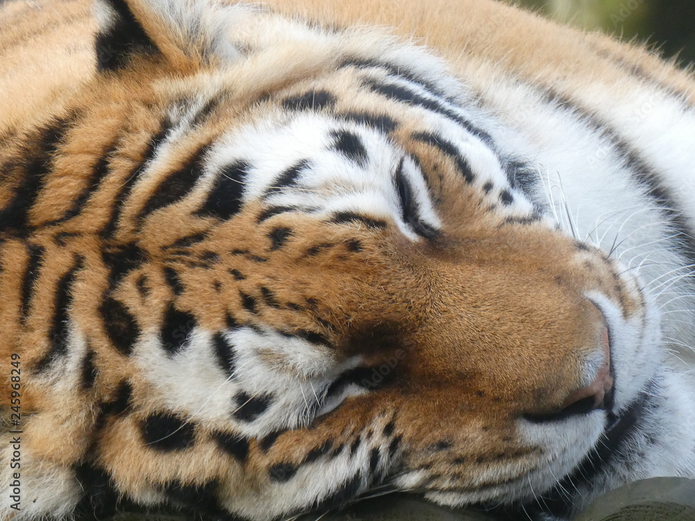 Obraz premium Amur Tiger