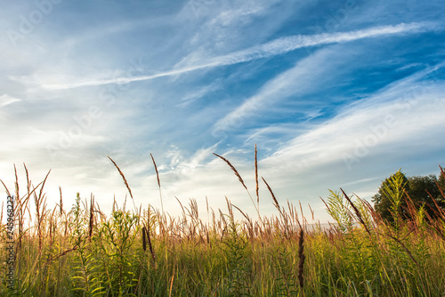 Summer landscape with sunrise. Cloudy sky  trees and grass field