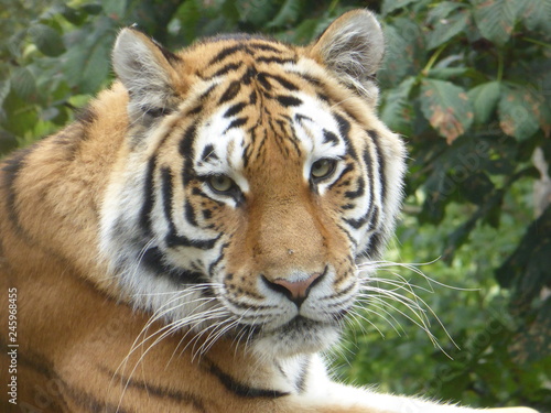 Amur Tiger