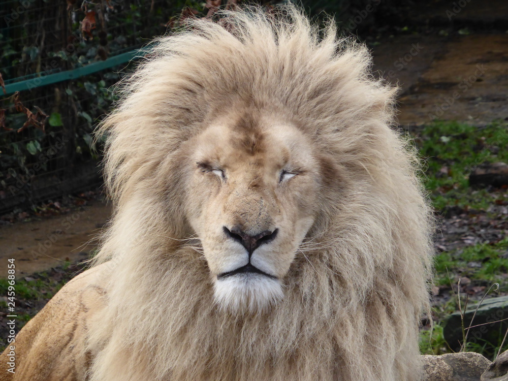 Obraz premium White lion