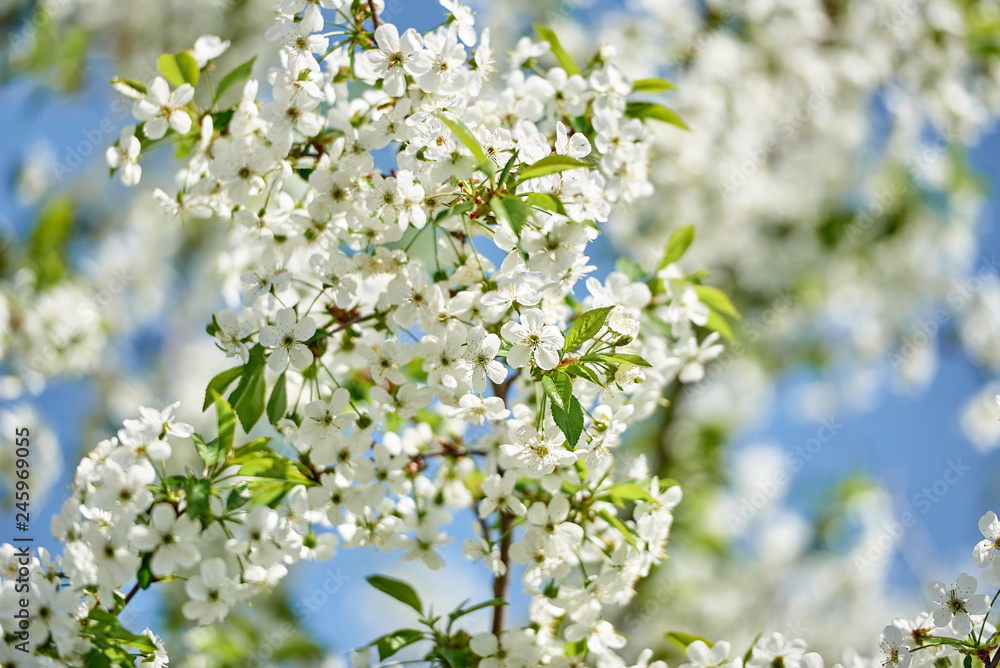 Branches of spring blossoming tree on blue sky background, copy space. Cherry tree with beautiful white flowers. Nature and springtime background, free space Branches of spring blossoming tree on blue sky background, copy space. Cherry tree with beautiful white flowers. Nature and springtime background, free space