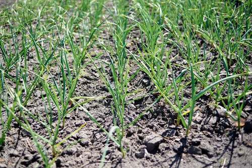 Garlic field, copy space. Green young leaves, onion plants. Garlic plantation. Vegetable farm