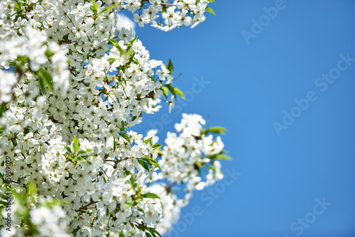 Branches of spring blossoming tree on blue sky background, copy space. Cherry tree with beautiful white flowers. Nature and springtime background, free space