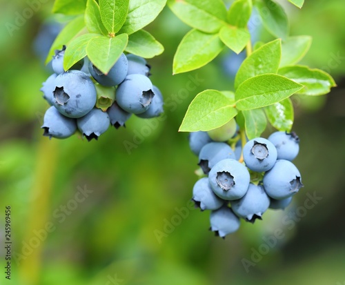 Highbush blueberry.