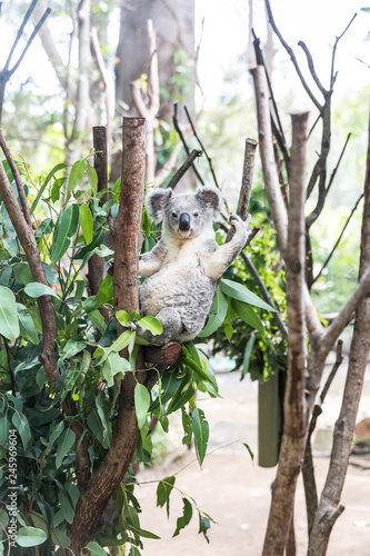 Koala in zoo