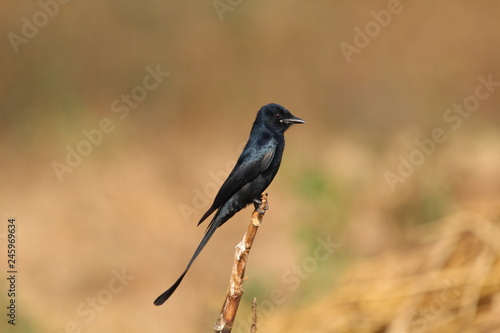 Black color bird on the stem 