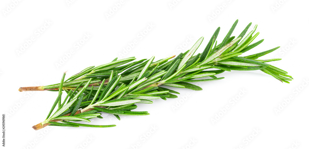 Fototapeta premium Rosemary isolated on white background