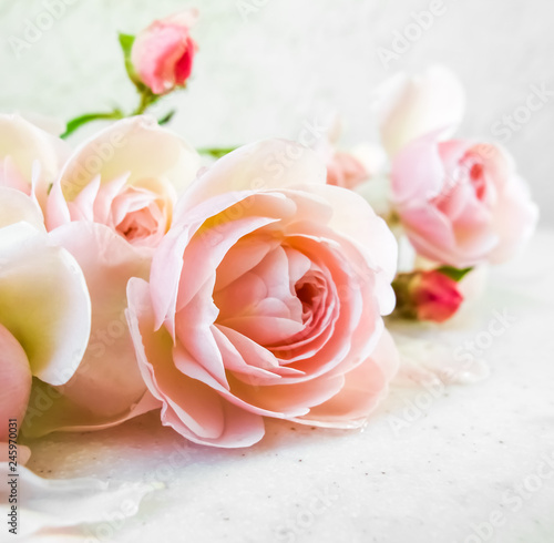 Pink roses isolated on white background. Perfect for background greeting cards and invitations of the wedding, birthday, Valentine's Day, Mother's Day. With a 1x1 square proportion.