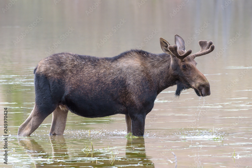 Shiras Moose of The Colorado Rocky Mountains Shiras Moose of The Colorado Rocky Mountains