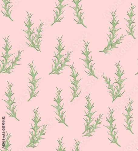 Rosemary herbal illustration © NATALIIA TOSUN