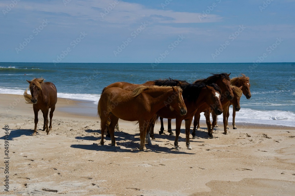 American life / A sandy beach and a group of wild horses napping. American life / A sandy beach and a group of wild horses napping.