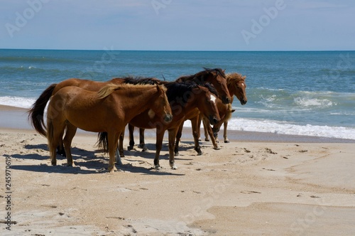 American life / A sandy beach and a group of wild horses napping.