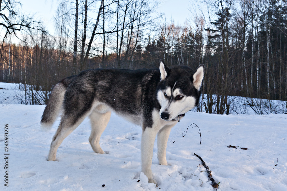 Dog breed Siberian Husky with a stick in a sunny winter forest