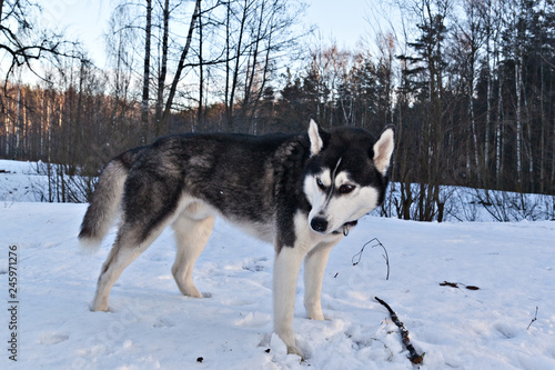 Dog breed Siberian Husky with a stick in a sunny winter forest © annatronova