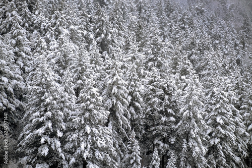 Pine Trees Forest Winter Covered in Fresh Snow Wilderness