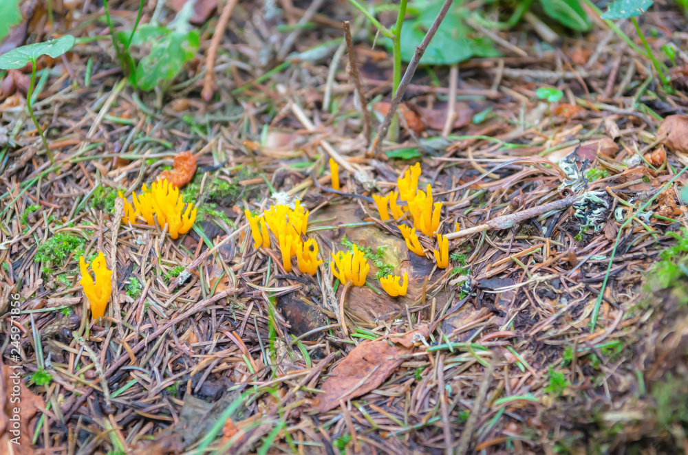 Calocère visqueuse,Calocera viscosa.