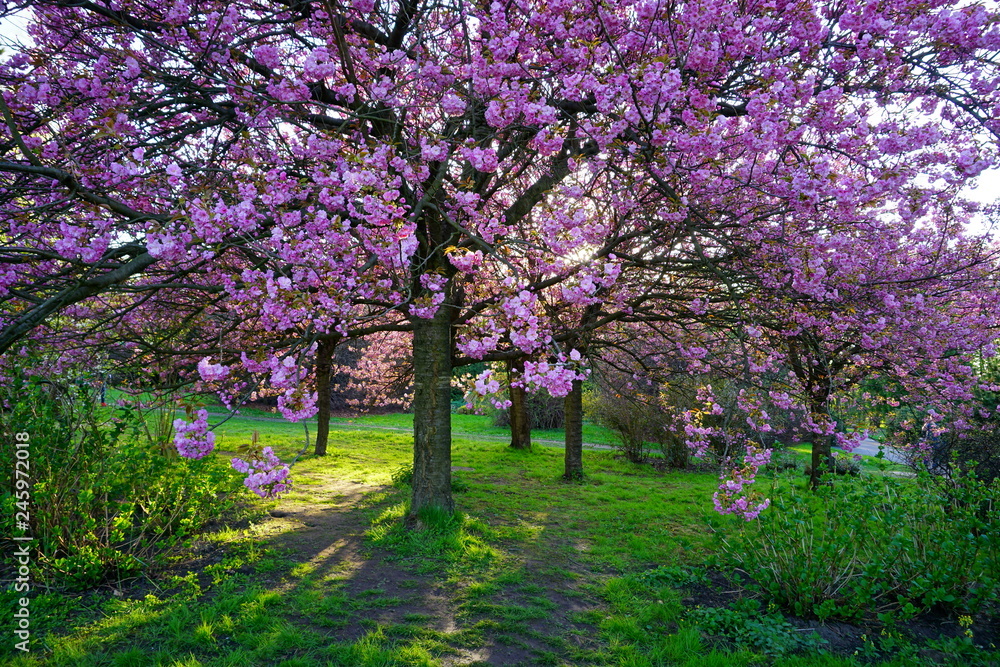Naklejka premium Pink flowering tree over nature background . Spring tree . Spring Background. 