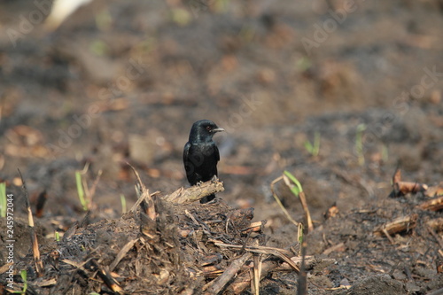 bird on a branch