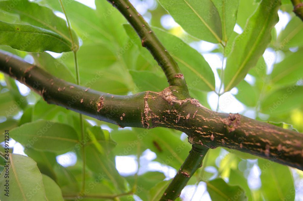 Fraxinus excelsior; bough Fraxinus excelsior; bough
