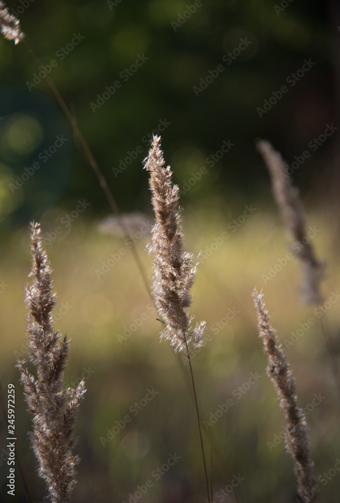 grass on a background of blue sky grass on a background of blue sky