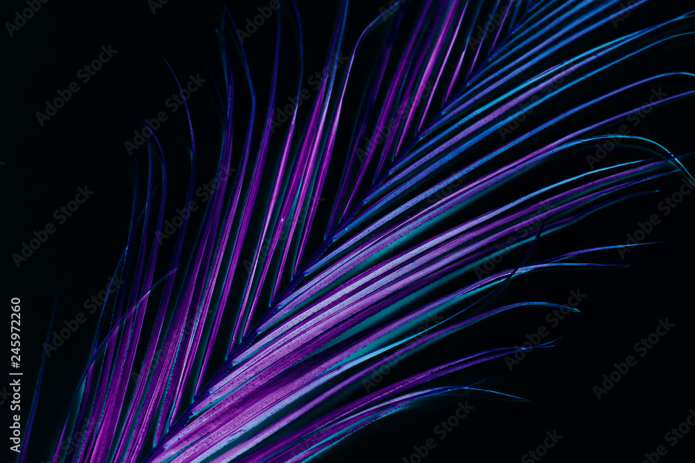 Conceptual flora art. Neon vibrant palm leaf on black background. Conceptual flora art. Neon vibrant palm leaf on black background.