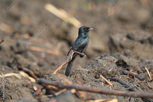 bird on a branch
