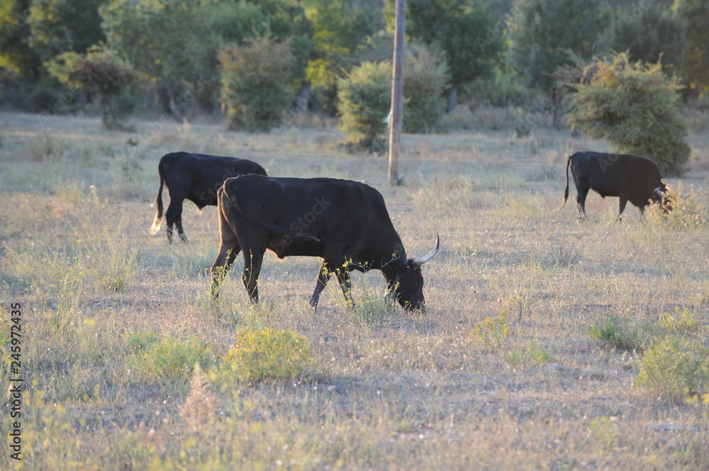 taureau taureau