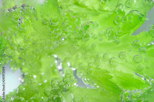 celery in the water
