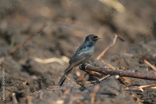 bird on a branch