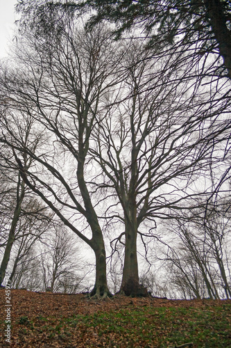 View of a forest in the bare winter clothes