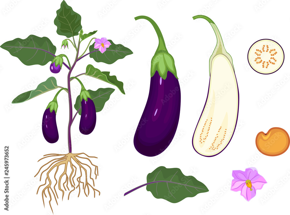 Parts of plant. Morphology of eggplant with fruits, green leaves and