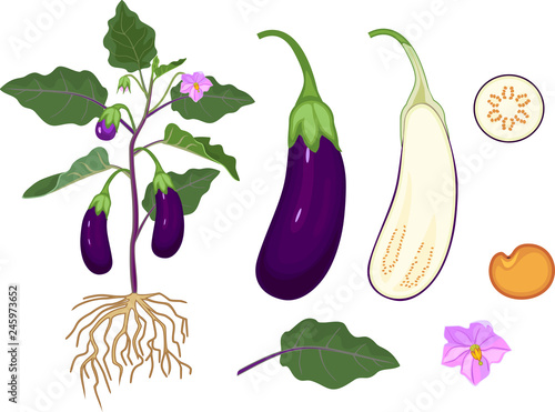 Parts of plant. Morphology of eggplant with fruits, green leaves and roots