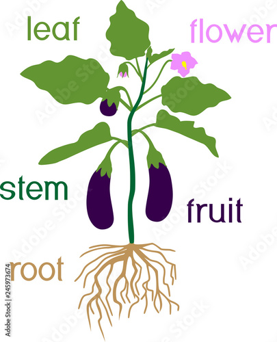 Parts of plant. Morphology of eggplant with fruits, green leaves, flower and root