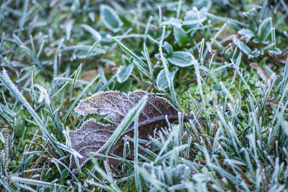 frozen autumn leaves
