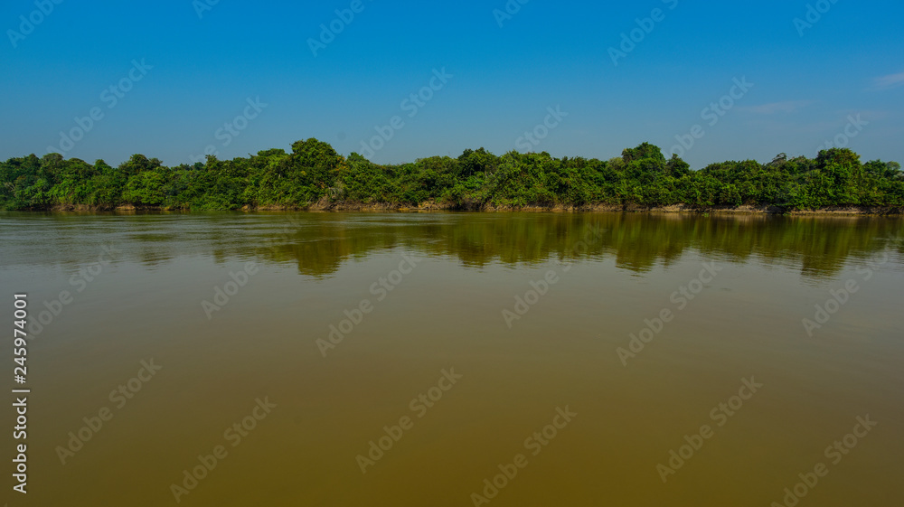 Pantanal forest ecosystem, Mato Grosso, Brazil Pantanal forest ecosystem, Mato Grosso, Brazil