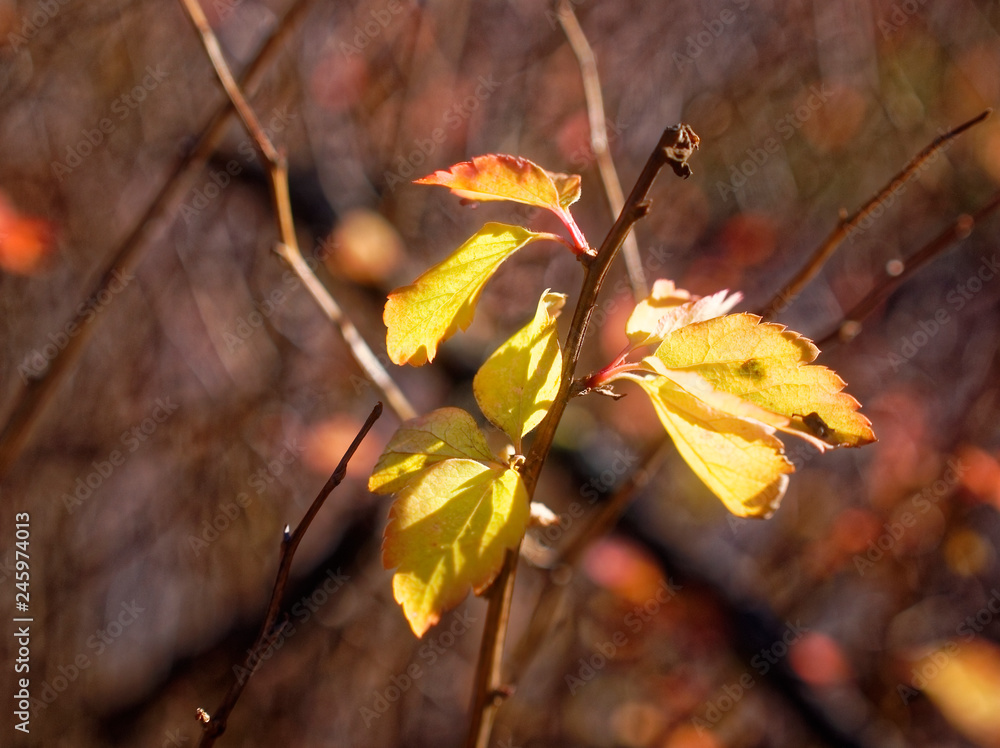 yellow leaves on a branch in autumn yellow leaves on a branch in autumn