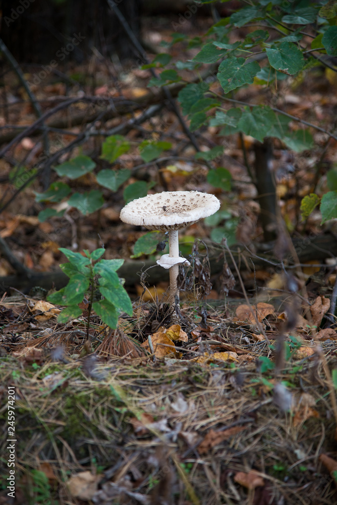 mushroom in the forest mushroom in the forest