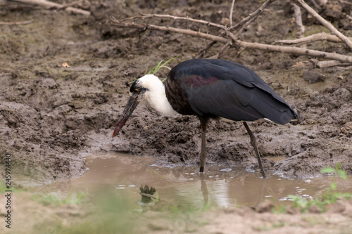 Cigogne épiscopale,.Ciconia episcopus, Woolly necked Stork photo