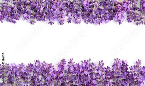 Fototapeta Naklejka Na Ścianę i Meble -  Lavender.