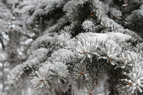 Snow and frost lie on the fir branches
