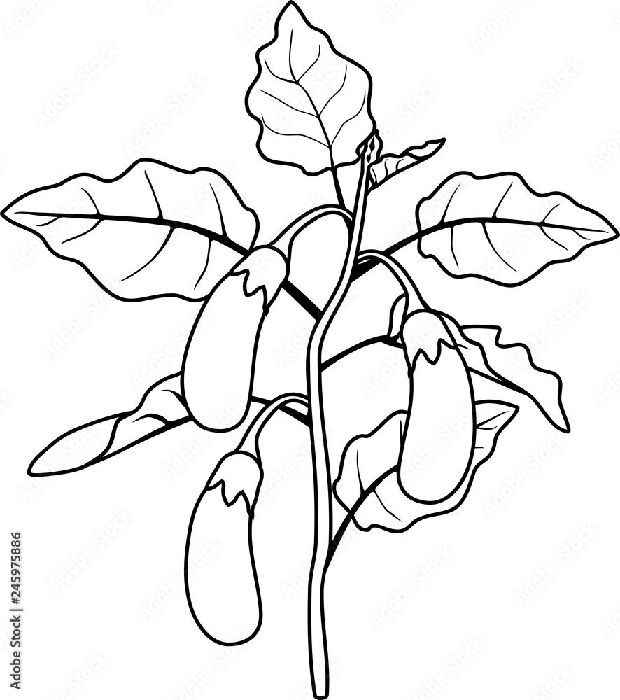 Eggplant Plant Drawing