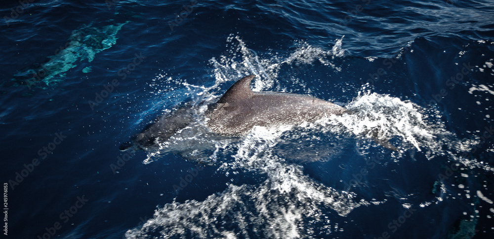 Naklejka premium Dolphins swim and play in the ocean.