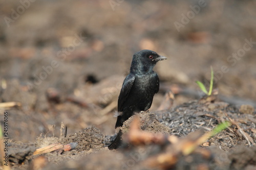 blackbird on a branch