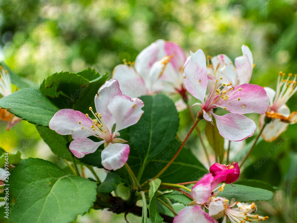 Obraz premium Blooming tree in spring