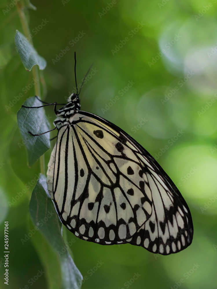 Fototapeta premium line drawn wings