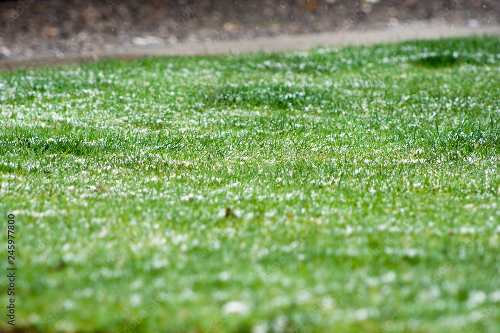 grass lightly covered with snow. The white fluff gently covered the grass growing on the meadow. Spring background