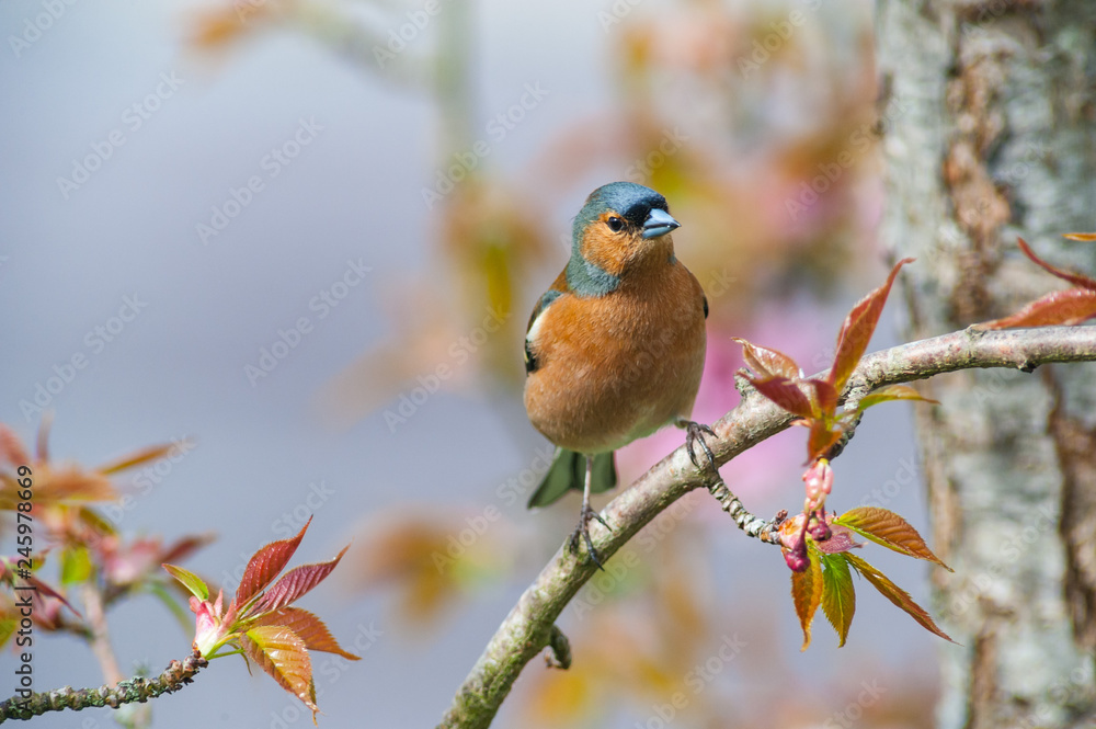 Naklejka premium Common chaffinch bird perched on a tree branch flowering during spring time
