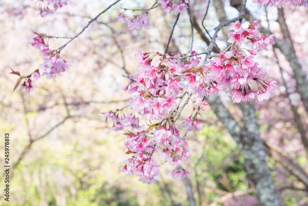 Wild Himalayan Cherry blossoms in Khunwang, Chiang Mai, Thailand. Wild Himalayan Cherry blossoms in Khunwang, Chiang Mai, Thailand.